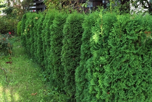 Thuja tress with rich green color looks like a fence in a garden.