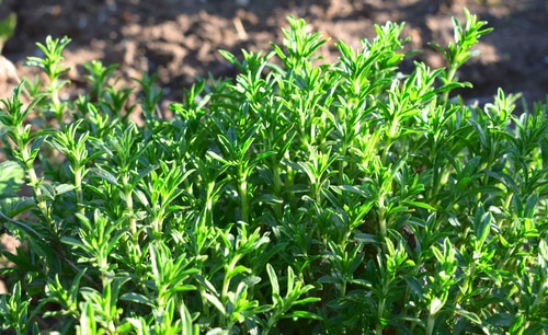 green thyme plant in the garden