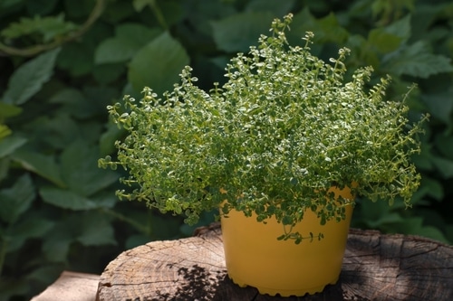 thyme plant growing on a yellow pot