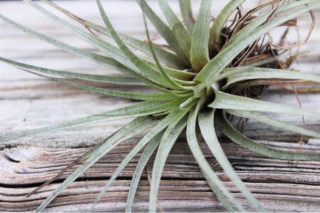 Air Plant Fertilization: How and When to Do It