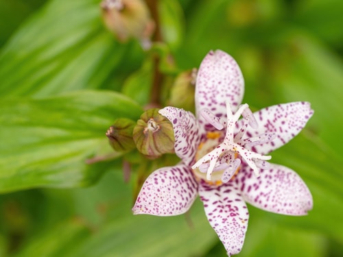 A closeup picture of a toad  lily flower
