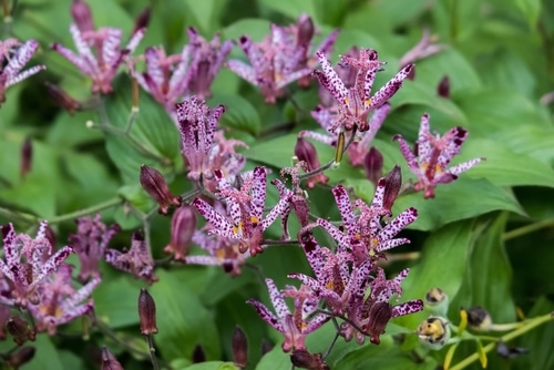 toad lily pinkish purple toad lily flowers