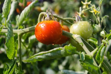 a healthy tomatoes in the garden