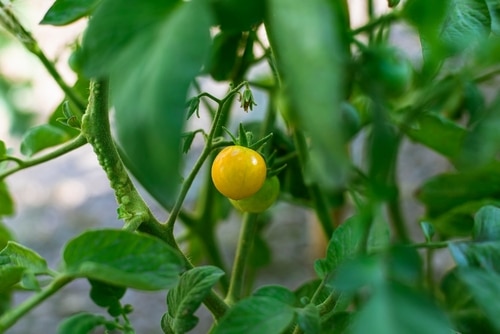 tomato plant growing yellow tomato in the garden