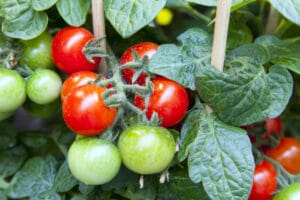 growing tomatoes in the home garden
