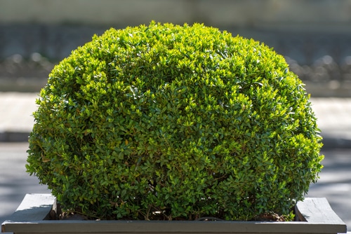 a round green boxwood in the garden