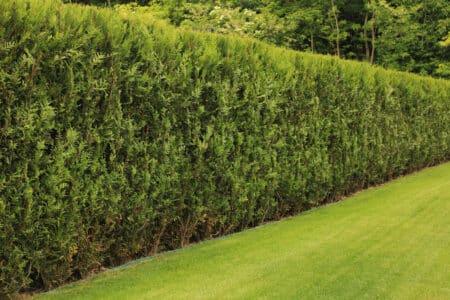 7 Hedge Plants to Grow in New Jersey