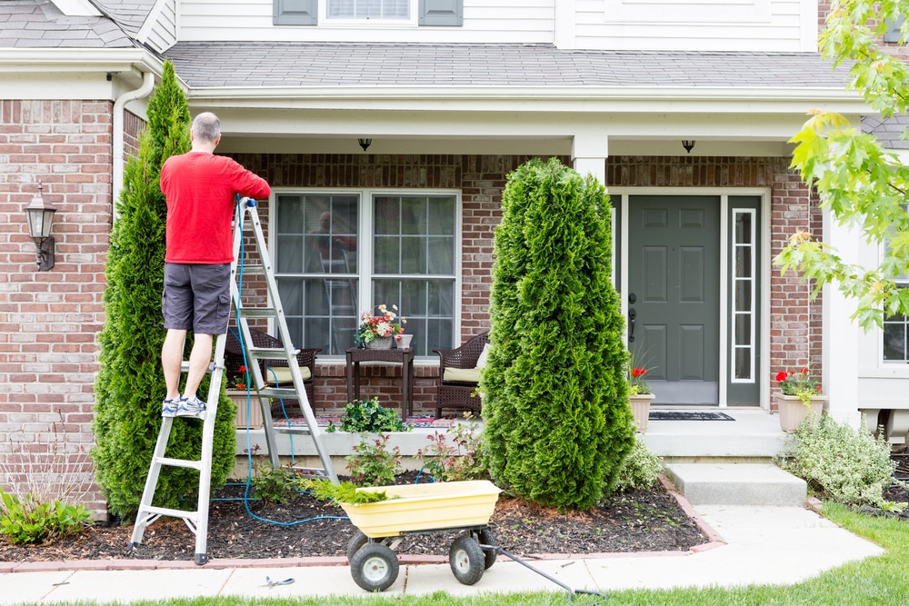 A man on a ladder trying to trim and shape an arborvitae