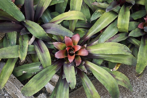 A Nidularium tropical plant with gradient leaves