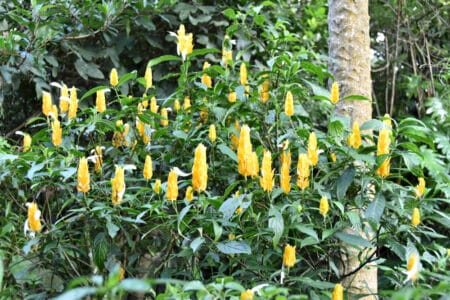 beautiful vertically growing yellow flowers