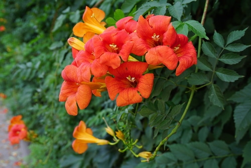red orange trumpet creeper flower