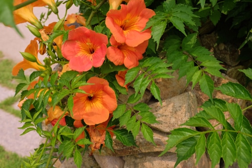 trumpet creeper orange trumpet creeper flowers