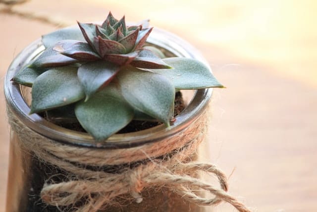 twine glass jar succulent A simple glass jar decorated with twine as succulent container