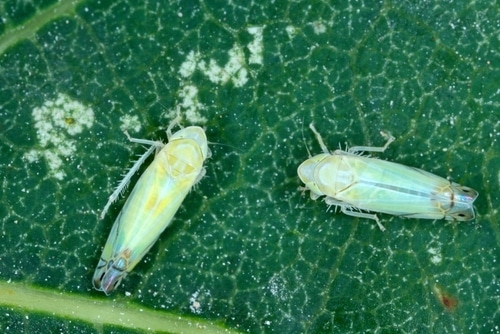 two leafhoppers dead leafhoppers found in the big leaf