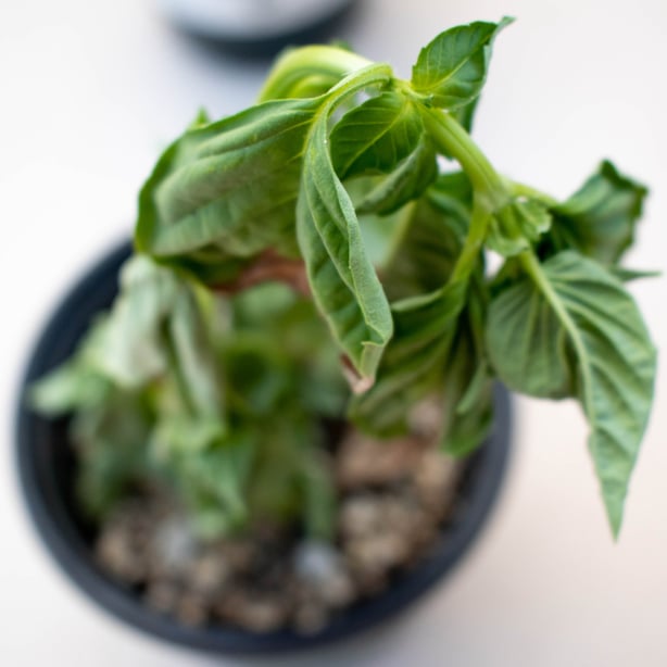 A clearly underwatered basil plant