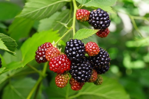 a branch with ripe and unripe blackberries