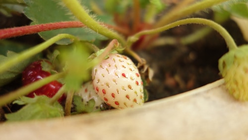 unripe strawberry white and unripe strawberry
