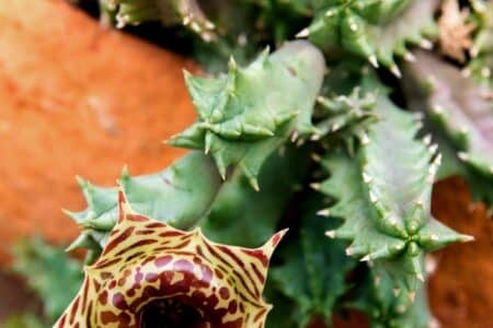 7 Unusual Houseplants to Make Your Home Unique