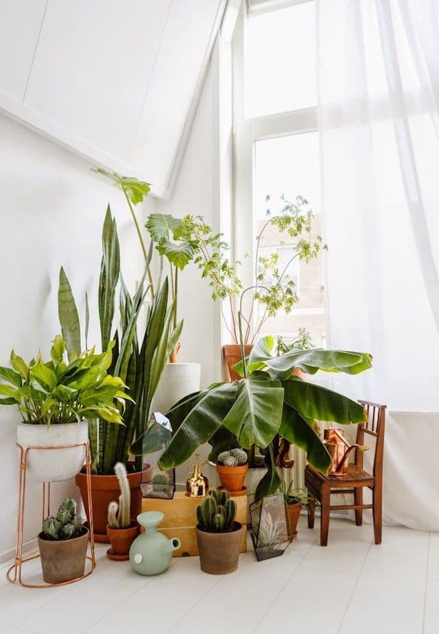 assorted houseplant in the corner beside the window