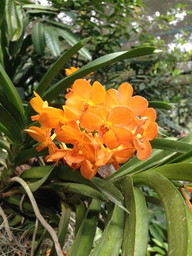 vanda miniata vanda miniata bright orange flower