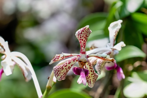 vanda tricolor flower purple, white, and light yellow vanda tricolor flower