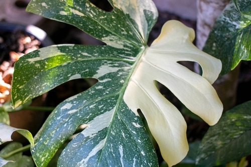 beautiful variegated leaves of a monstera houseplant