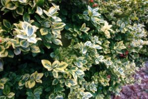 green and yellow variegated plants