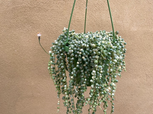 Green variegated strings hanging plant