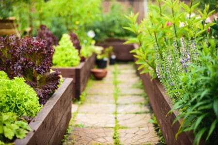 Vegetable garden with elevated beds or boxes