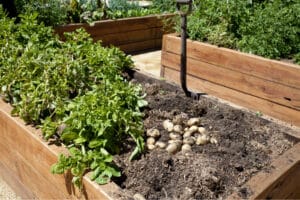 Potato garden in a box