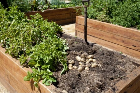 The Best Way to Fertilize Potatoes to Maximize Harvests