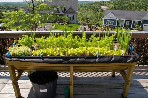 A makeshift mini vegetable garden on top of a wooden table.