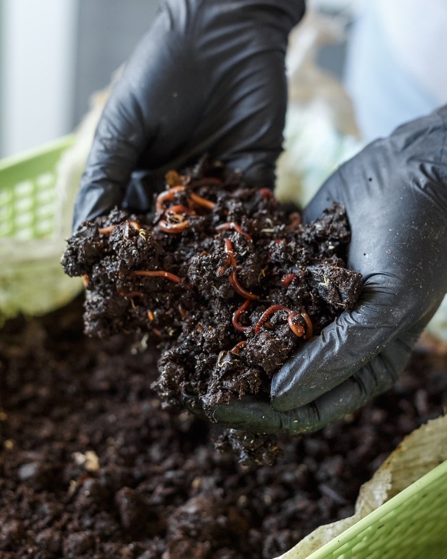 A hand full of earthworms showing a gardener using vermicomposting