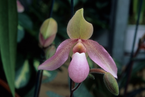 vietnamese orchid vietnamese orchid called paph delenatii