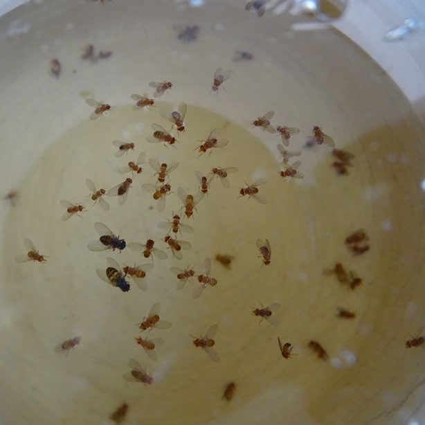 Vinegar fruit fly trap Vinegar traps can be effective in killing fruit flies near compost