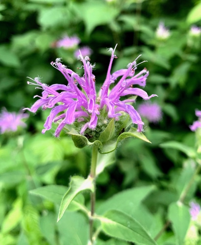 Violet flower of a beebalm plant
