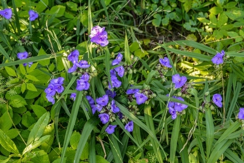 virginia spiderwort purple virginia spiderwort flower