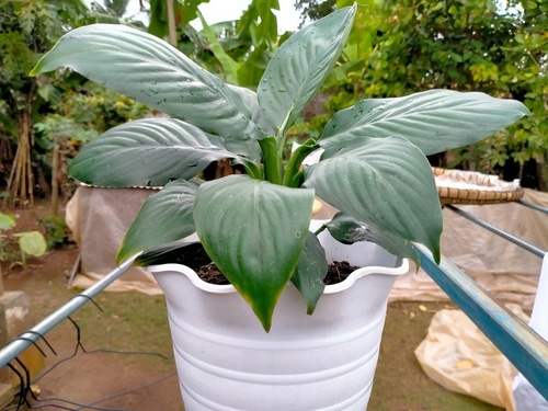 wallisii ornamental house plant in a white pot