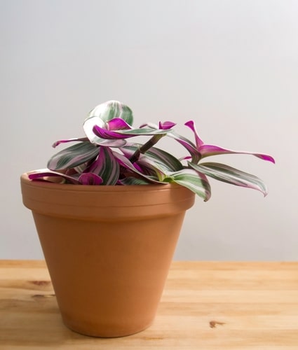 A wandering jew plant with a clay pot