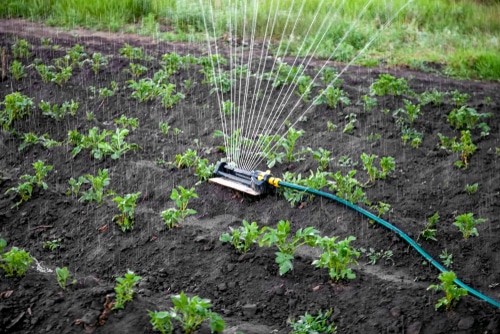 water sprinkler in the potato plant farm