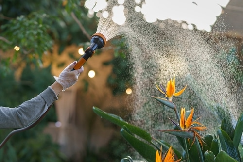 water sprinkler a gardener holding a hose sprayer