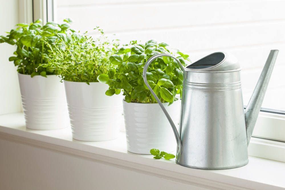 A watering can next to a couple of herb plants