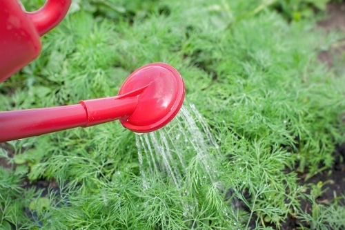 red watering can in the garden