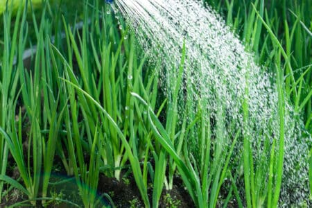 watering onion leaves in the garden