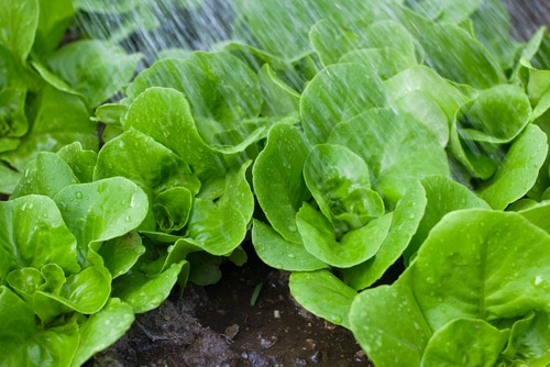 watering plants watering young lettuce plants