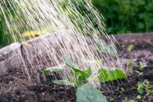 watering the squash sprout in the garden