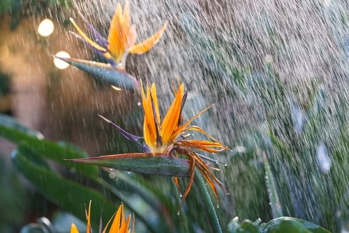 Watering a Birds of paradise plant