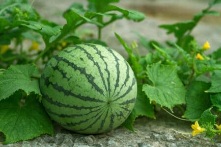 The 5 Best Fertilizers for Watermelon