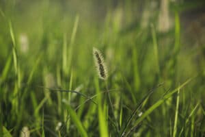 There are many weeds like foxtail that look like grass