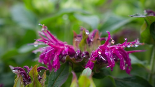 water dripping from the petals of a pink bee balm perennial plant